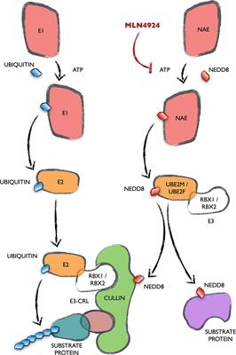 A Different View for an Old Disease: NEDDylation and Other Ubiquitin-Like Post-Translational Modifications in Chronic Lymphocytic Leukemia